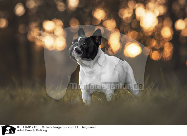 adult French Bulldog / LB-01943