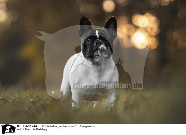 adult French Bulldog / LB-01944