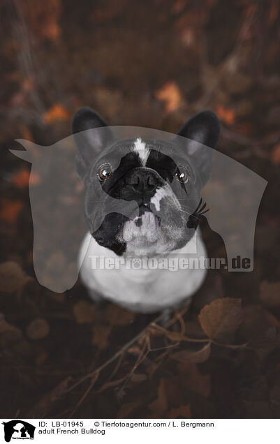 adult French Bulldog / LB-01945
