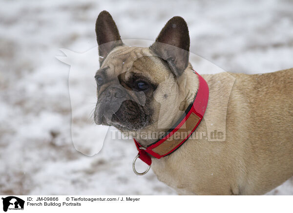 French Bulldog Portraits / JM-09866