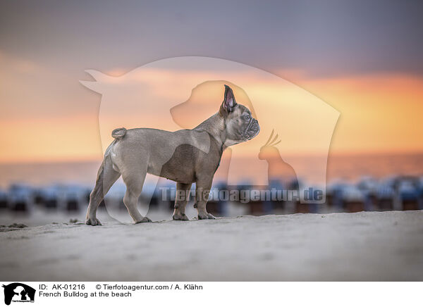 French Bulldog at the beach / AK-01216
