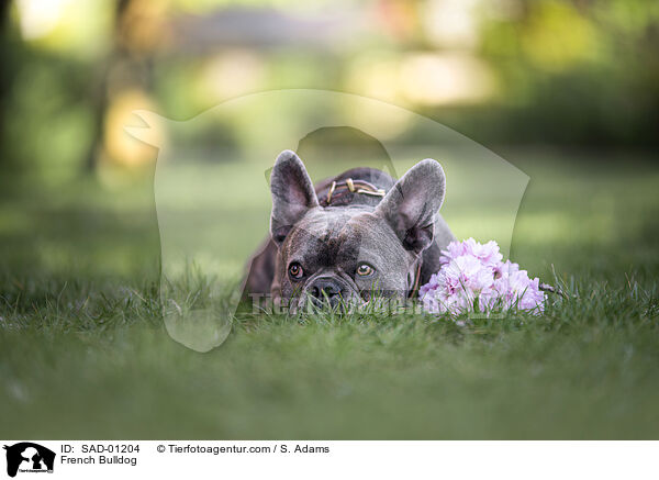 Franzsische Bulldogge / French Bulldog / SAD-01204