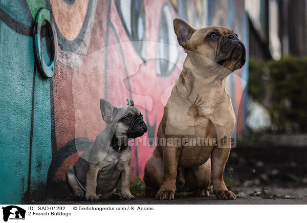 2 French Bulldogs / SAD-01292