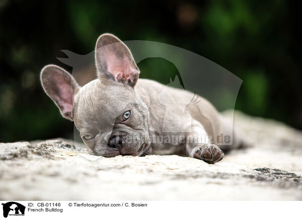 French Bulldog / CB-01146