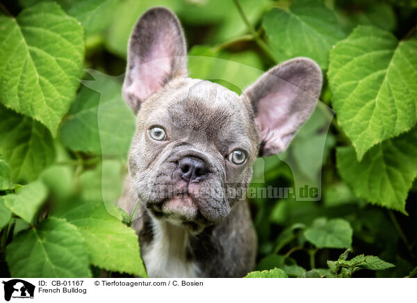 French Bulldog / CB-01167