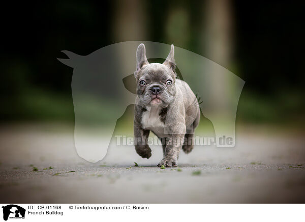 French Bulldog / CB-01168