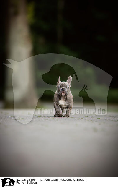 French Bulldog / CB-01169