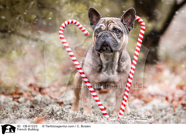 Franzsische Bulldogge / French Bulldog / CB-01223