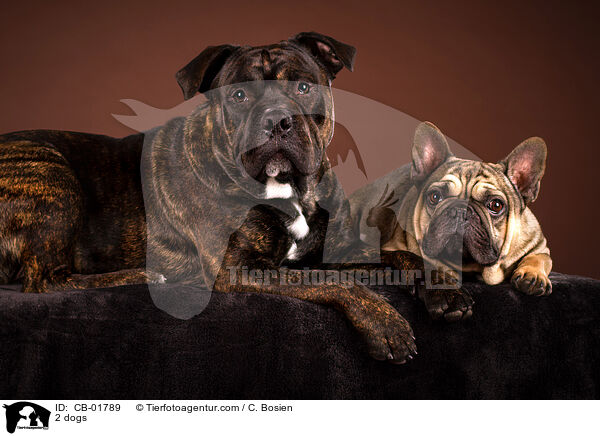 2 dogs / CB-01789