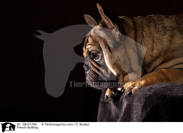 French Bulldog / CB-01790
