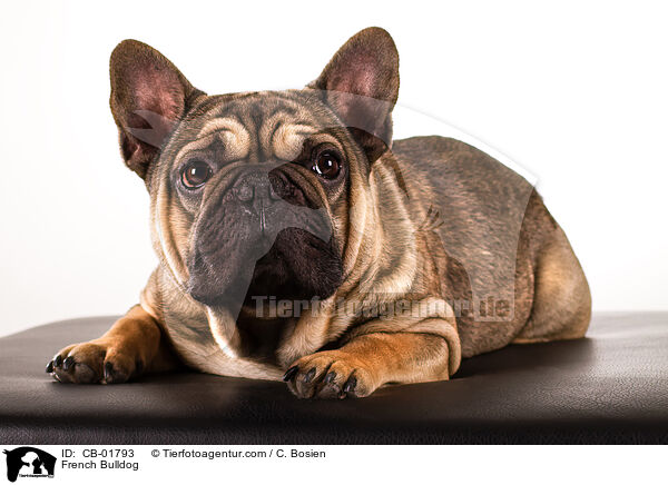 French Bulldog / CB-01793