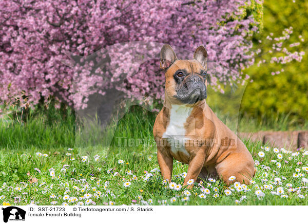 Franzsische Bulldogge Hndin / female French Bulldog / SST-21723