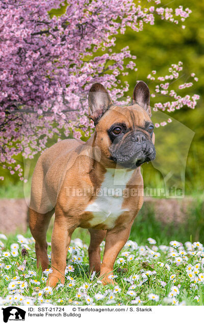 female French Bulldog / SST-21724