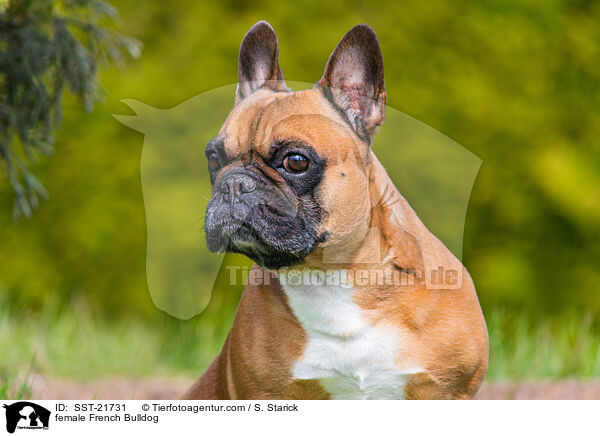 female French Bulldog / SST-21731