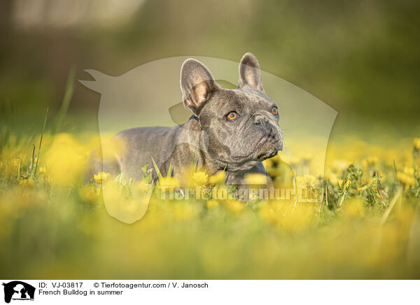 French Bulldog in summer / VJ-03817