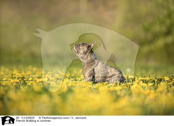 French Bulldog in summer / VJ-03820