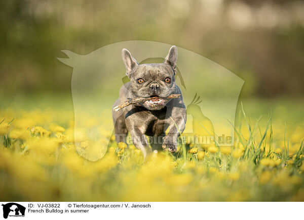 French Bulldog in summer / VJ-03822
