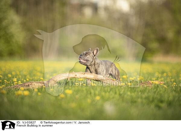 Franzsische Bulldogge im Sommer / French Bulldog in summer / VJ-03827