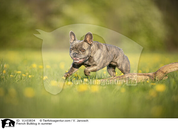 French Bulldog in summer / VJ-03834