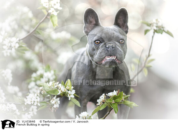 French Bulldog in spring / VJ-03846