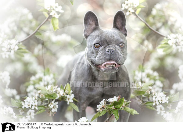 French Bulldog in spring / VJ-03847
