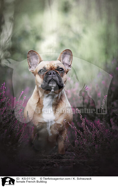 Franzsische Bulldogge Hndin / female French Bulldog / KS-01124