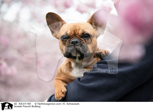 Franzsische Bulldogge Hndin / female French Bulldog / KS-01159