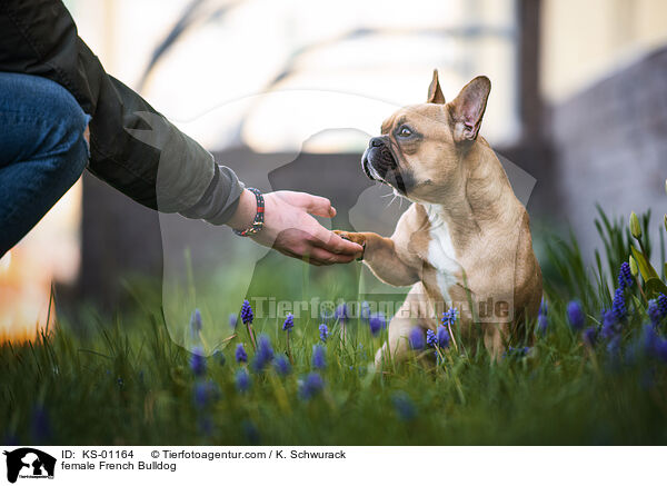 Franzsische Bulldogge Hndin / female French Bulldog / KS-01164