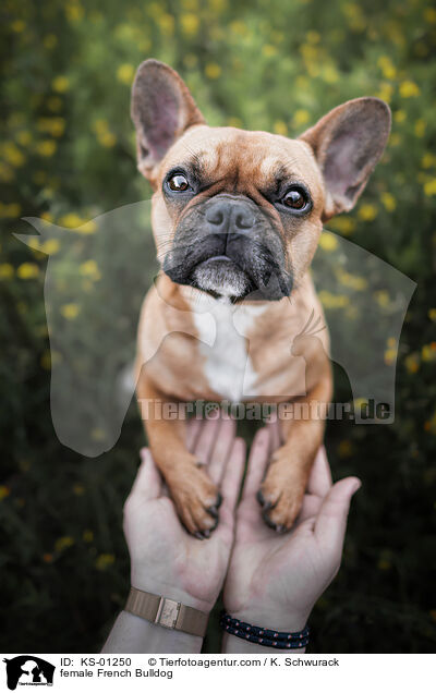 female French Bulldog / KS-01250