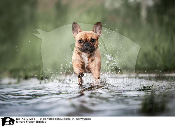 female French Bulldog / KS-01251
