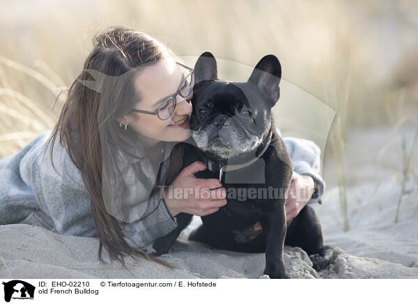 alte Franzsische Bulldogge / old French Bulldog / EHO-02210