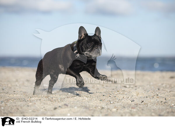 old French Bulldog / EHO-02214
