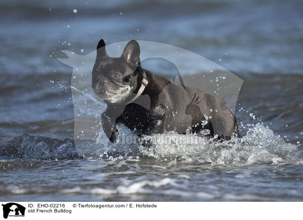 old French Bulldog / EHO-02216