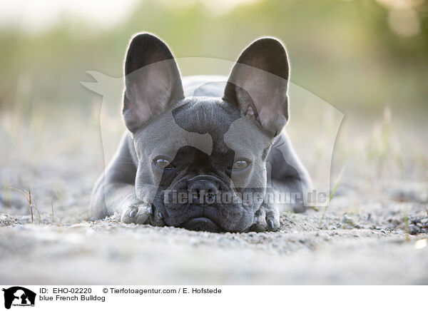 blaue Franzsische Bulldogge / blue French Bulldog / EHO-02220