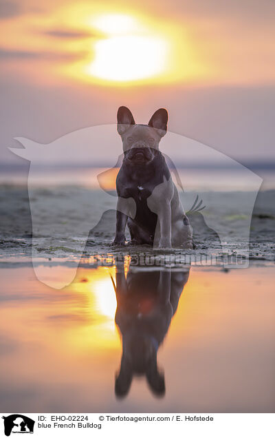 blaue Franzsische Bulldogge / blue French Bulldog / EHO-02224