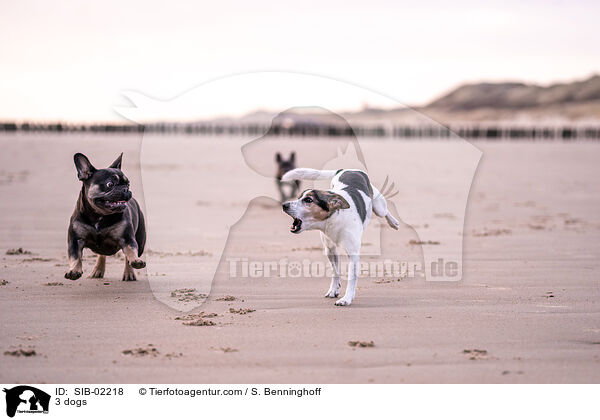 3 dogs / SIB-02218