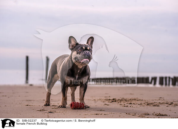 female French Bulldog / SIB-02237