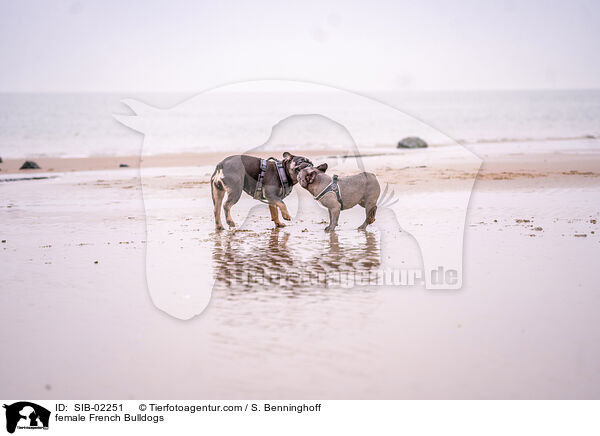 Franzsische Bulldogge Hndinnen / female French Bulldogs / SIB-02251