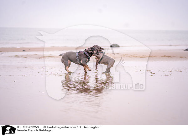 Franzsische Bulldogge Hndinnen / female French Bulldogs / SIB-02253