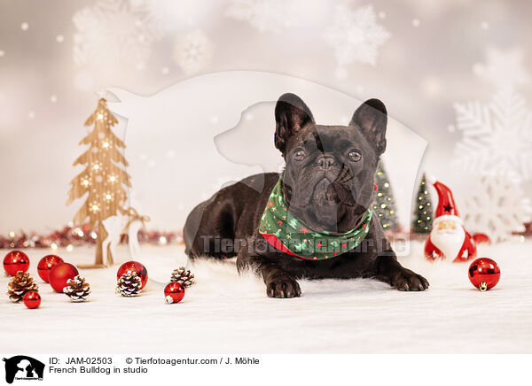 Franzsische Bulldogge im Studio / French Bulldog in studio / JAM-02503