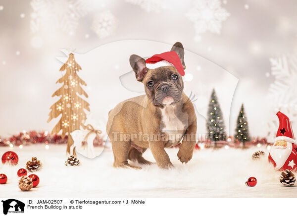 Franzsische Bulldogge im Studio / French Bulldog in studio / JAM-02507