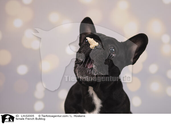 female French Bulldog / LH-02005