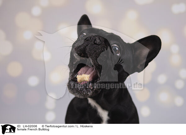 female French Bulldog / LH-02006