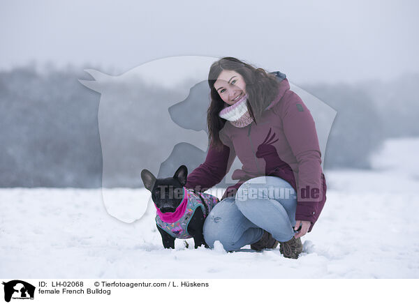 Franzsische Bulldogge Hndin / female French Bulldog / LH-02068