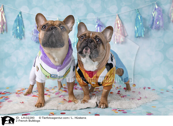 2 Franzsische Bulldoggen / 2 French Bulldogs / LH-02280