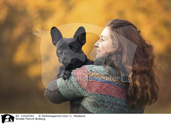 Franzsische Bulldogge Hndin / female French Bulldog / LH-02342