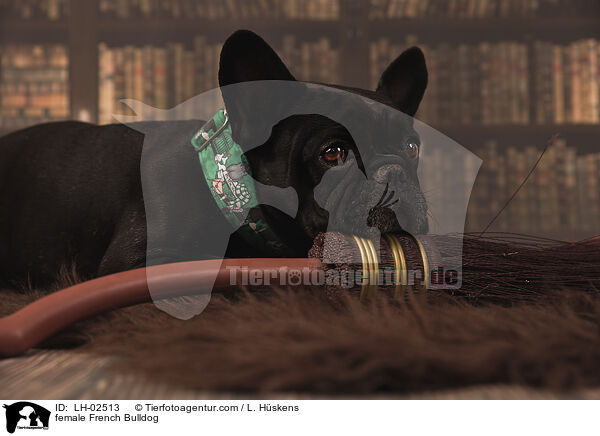 female French Bulldog / LH-02513