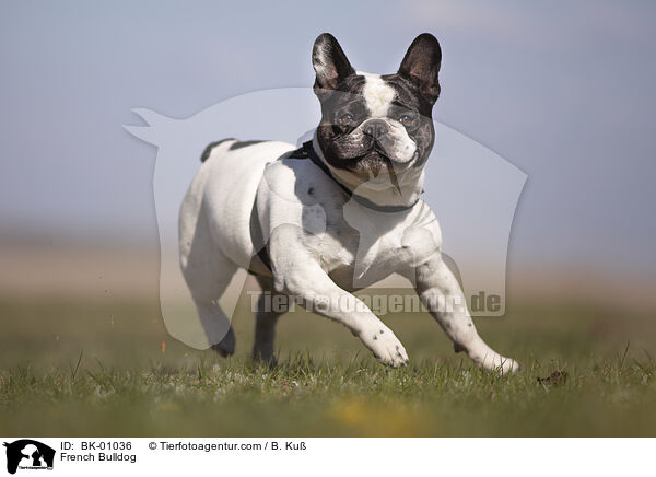 French Bulldog / BK-01036