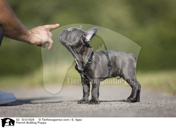 French Bulldog Puppy / SI-01928