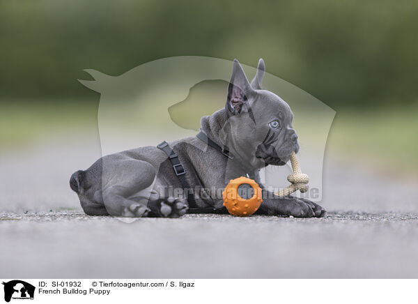 French Bulldog Puppy / SI-01932